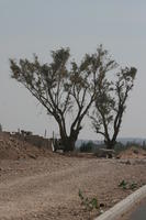 autumn, day, desert, direct sunlight, Essaouira, eye level view, Morocco, natural light, sunlight, sunshine, tree, vegetation