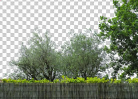 cutout, cutout trees, day, diffuse, diffused light, eye level view, summer, treeline