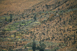 Arequipa, Arequipa, autumn, day, elevated, natural light, Peru, sunny, valley, Valley of Volcanoes, vegetation