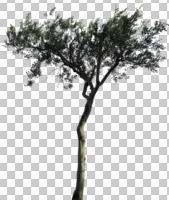 broad-leaf tree, broad-leaved tree, cutout, cutout trees, day, diffuse, diffused light, eye level view, summer