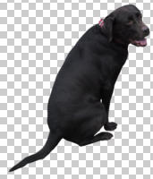 cutout, cutout animals, day, diffuse, diffused light, dog, eye level view