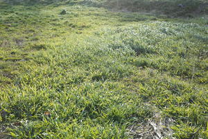 close-up, Croatia, day, eye level view, grass, grassland, lowered, natural light, spring, sunny, Zadar, Zadarska