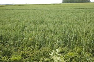 crop, day, eye level view, field, France, natural light, plant, spring
