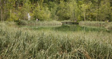 Croatia, day, diffuse, diffused light, eye level view, Karlovacka, lake, natural light, reed, summer, woodland