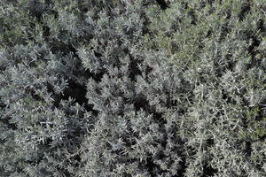 above, bush, Croatia, day, greenery, shrub, Splitsko-Dalmatinska, spring, sunny