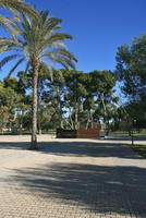 Alicante, day, eye level view, palm, pavement, Spain, sunny, tree, Valenciana