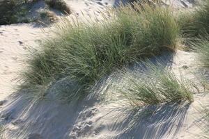 above, beach, Belgium, close-up, day, dunes, grass, summer, sunny