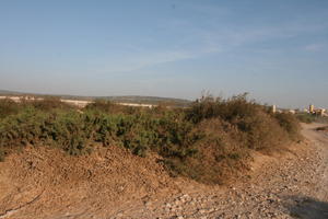 autumn, bush, day, desert, direct sunlight, Essaouira, eye level view, Morocco, natural light, sunlight, sunny, sunshine, vegetation
