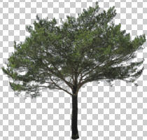 coniferous, cutout, cutout trees, day, diffuse, diffused light, evergreen, eye level view, spring