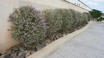 autumn, bush, day, diffuse, diffused light, eye level view, flowered bush, garden, kerb, Malta, natural light, shrub
