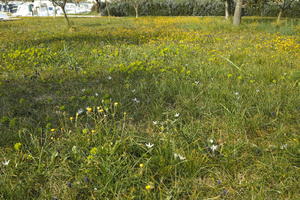 Croatia, day, eye level view, grass, lowered, Splitsko-Dalmatinska, spring, sunny