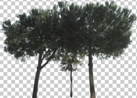 afternoon, Aleppo pine, ambient light, below, cloudy, cutout, cutout plants, day, diffuse, diffused light, evergreen, looking up, natural light, overcast, pine, Pinus halepensis, tree, winter