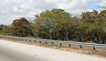 day, eye level view, Florida, Miami, road, summer, sunny, The United States, treeline