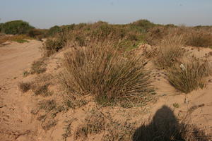 autumn, bush, day, desert, direct sunlight, Essaouira, eye level view, Morocco, natural light, sunlight, sunny, sunshine, vegetation