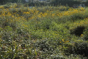 autumn, Croatia, day, eye level view, flower field, shrubland, sunny, Zadar, Zadarska