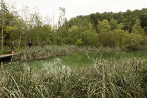Croatia, day, diffuse, diffused light, eye level view, Karlovacka, lake, natural light, reed, summer, woodland