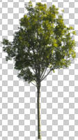 autumn, broad-leaf tree, broad-leaved tree, cutout, cutout plants, cutout trees, day, deciduous, direct sunlight, eye level view, natural light, plant, sunny, tree, vegetation