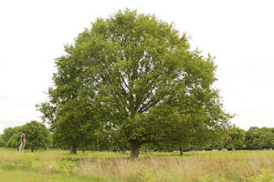 broad-leaf tree, broad-leaved tree, day, diffuse, diffused light, England, eye level view, grass, London, natural light, oak, park, spring, The United Kingdom