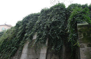 ambient light, below, building, day, diffuse, diffused light, ivy, lowered, natural light, Switzerland, vegetation, wall, winter