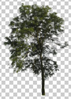 broad-leaf tree, broad-leaved tree, cutout, cutout trees, day, diffuse, diffused light, eye level view, summer