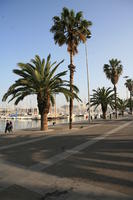 Barcelona, Cataluña, day, dusk, eye level view, marina, palm, path, Spain, tropical, vegetation