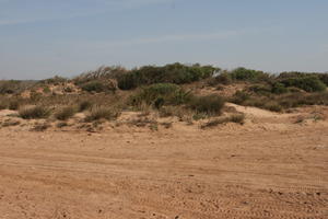 autumn, bush, day, desert, direct sunlight, Essaouira, eye level view, Morocco, natural light, sunlight, sunny, sunshine, vegetation