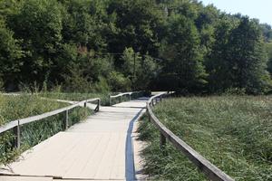 bridge, Croatia, day, eye level view, forest, Karlovacka, reed, sunny, tree, vegetation