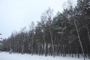 eye level view, forest, overcast, Poland, snow, track, tree, Wielkopolskie, winter, Wolsztyn