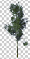 autumn, coniferous, cutout, cutout trees, day, evergreen, eye level view, sunny