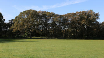 day, England, eye level view, grass, London, park, sunny, The United Kingdom, tree