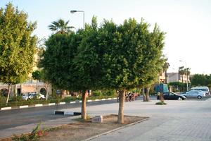 day, East Timor, Egypt, Egypt, eye level view, natural light, street, tree, tropical, vegetation