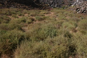 Canarias, day, eye level view, Las Palmas, shrubbery, shrubland, Spain, summer, sunny