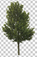 Acer platanoides, ambient light, broad-leaf tree, cutout, cutout plants, cutout trees, day, deciduous, eye level view, maple, summer, tree