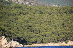 coastline, Croatia, day, eye level view, Makarska, mountain, seascape, Splitsko-Dalmatinska, summer, tree, vegetation, woodland
