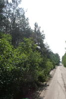 autumn, coniferous, day, eye level view, forest, Poland, road, shrub, sunny, tree, Wielkopolskie