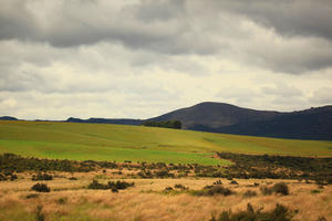 day, diffuse, diffused light, eye level view, field, hill, natural light, New Zealand, overcast, shrubland, summer