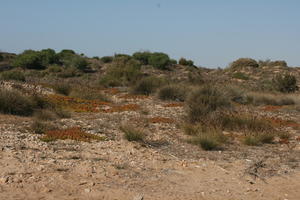 autumn, bush, day, desert, direct sunlight, Essaouira, eye level view, Morocco, natural light, sunlight, sunny, sunshine, vegetation
