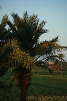dusk, East Timor, Egypt, Egypt, elevated, evening, eye level view, palm, vegetation