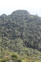 day, elevated, forest, Kedah, Malaysia, mountain, sunny, vegetation