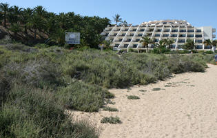Canarias, day, direct sunlight, eye level view, hotel, Las Palmas, palm, Phoenix canariensis, shrub, Spain, spring, sunny