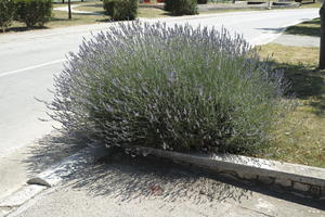 bush, Croatia, day, direct sunlight, eye level view, lavander, shrub, summer, sunny, Zadar, Zadarska