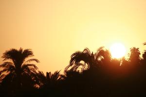 dusk, East Timor, Egypt, Egypt, eye level view, palm, silhouette, sun, sunset, vegetation
