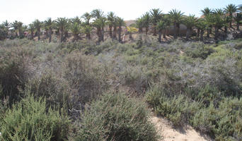 Canarias, day, direct sunlight, eye level view, Las Palmas, palm, Phoenix canariensis, shrub, shrubland, Spain, spring, sunny