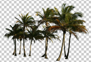 coconut palm, Cocos nucifera, cutout, cutout trees, day, eye level view, palm, summer, sunny