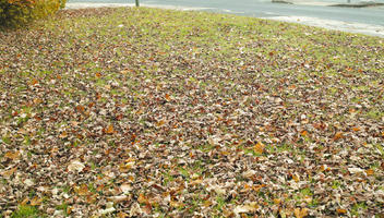 autumn, day, England, eye level view, grass, leaves, London, natural light, The United Kingdom