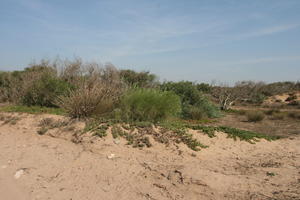 autumn, bush, day, desert, direct sunlight, Essaouira, eye level view, Morocco, natural light, sunlight, sunny, sunshine, vegetation
