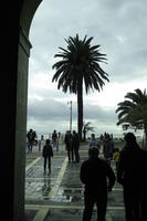 eye level view, France, Nice, overcast, palm, pavement, people, Provence Alpes Cote D