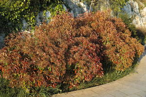 above, afternoon, Croatia, day, elevated, natural light, plant, shrub, spring, sunlight, sunny, vegetation
