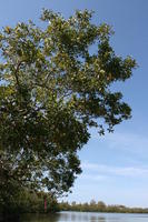 bush, day, eye level view, Florida, lake, Sarasota, sunny, sunshine, The United States, tree, winter