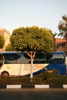 day, dusk, East Timor, Egypt, Egypt, eye level view, natural light, street, tree, vegetation